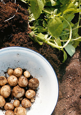 Photo of a display showing a bowl of freshly harvested potatoes in a potato furrow