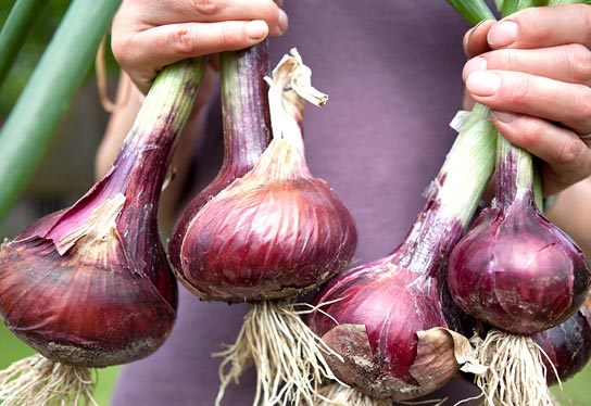 Photo of a display of fresh red vegetable onions with leeks in the hands of one person.