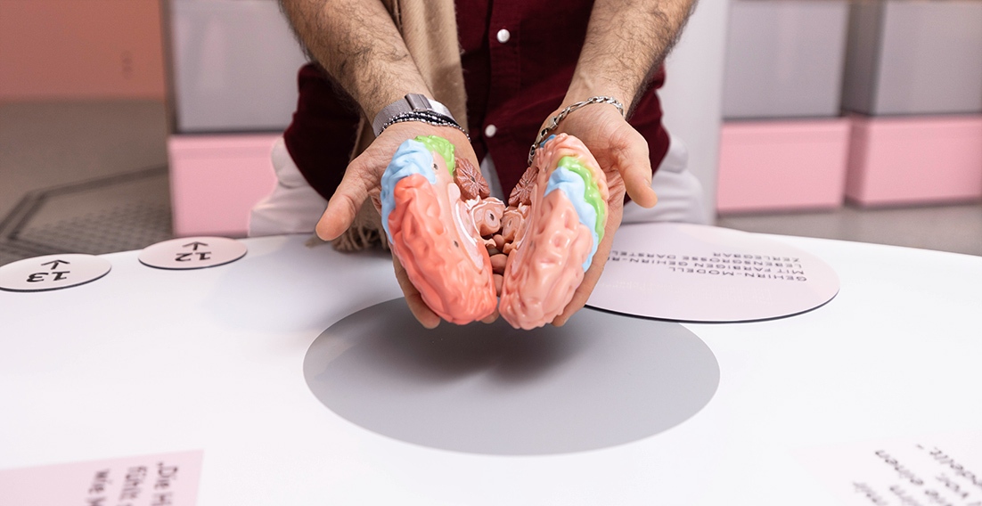 Close-up. A visitor holds an opened brain model in both hands so that the individual components of the brain can be seen.