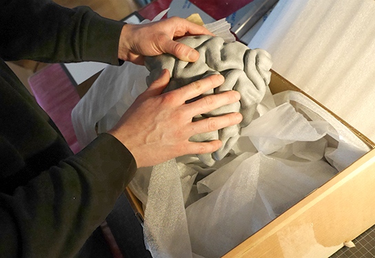 Close-up from above: Two hands feel over a large brain model with the typical furrows. Around it, packaging material.